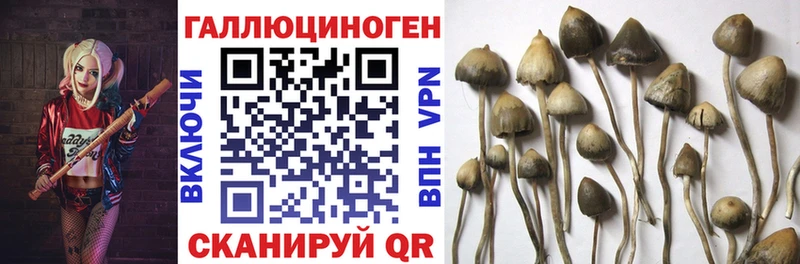 Купить где Ессентукская Псилоцибиновые грибы мицелий